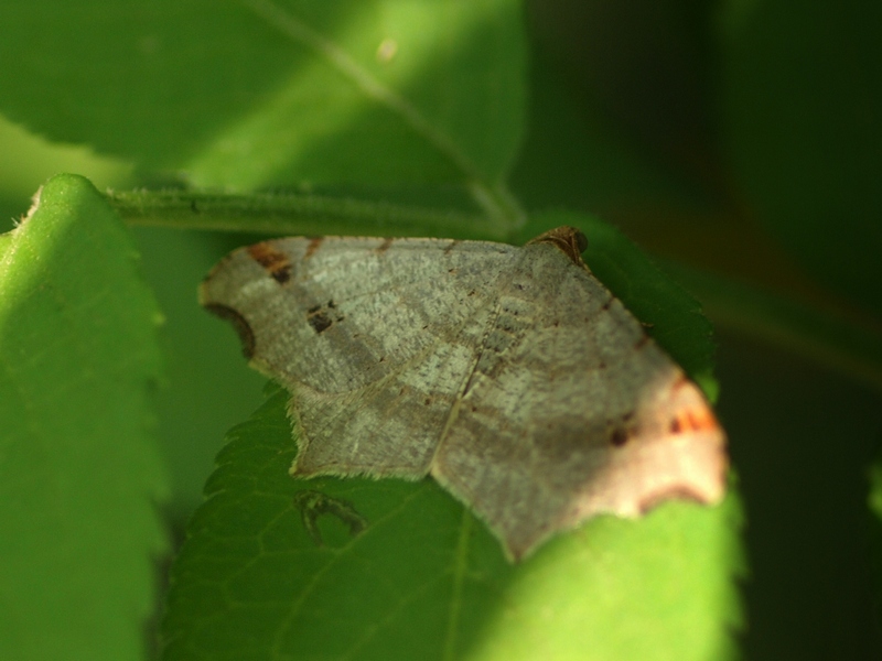 Macaria alternata